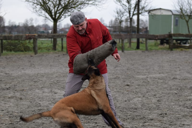 leren hondjes fotograferen