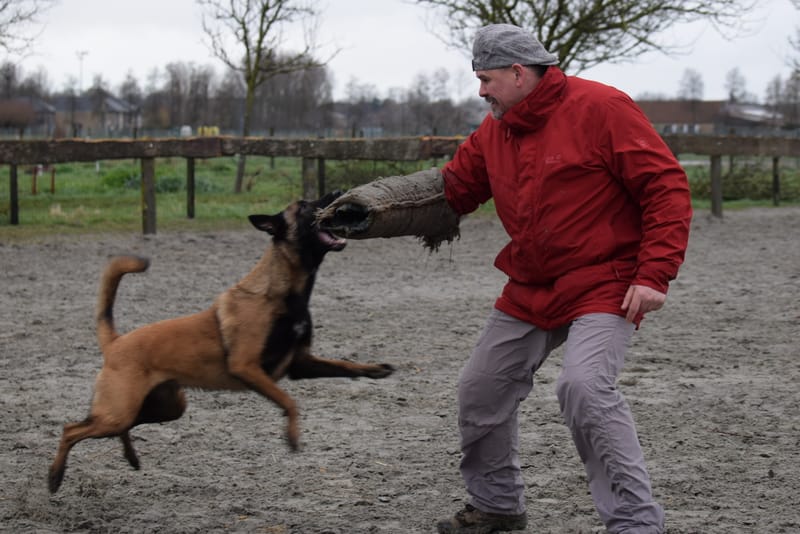 leren hondjes fotograferen