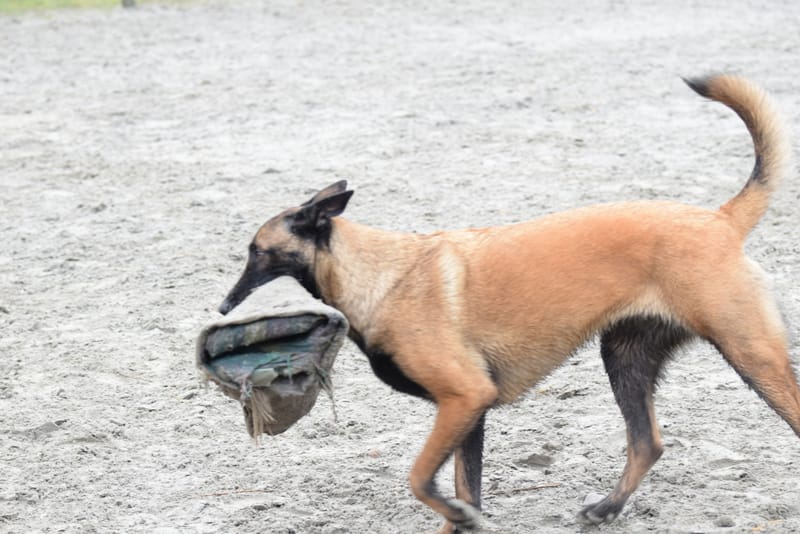 leren hondjes fotograferen