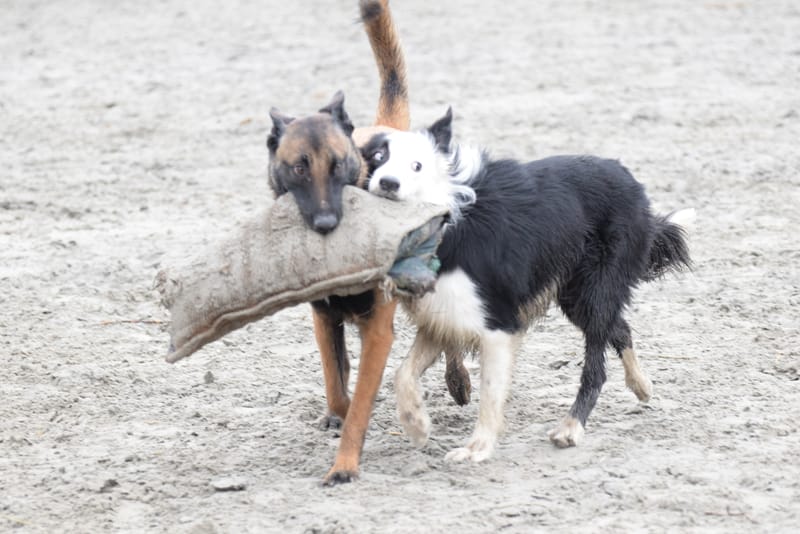 leren hondjes fotograferen