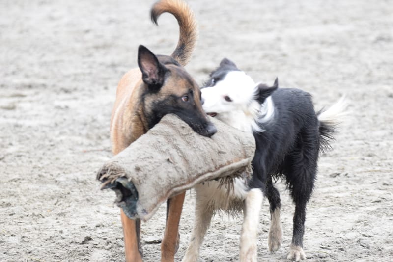 leren hondjes fotograferen