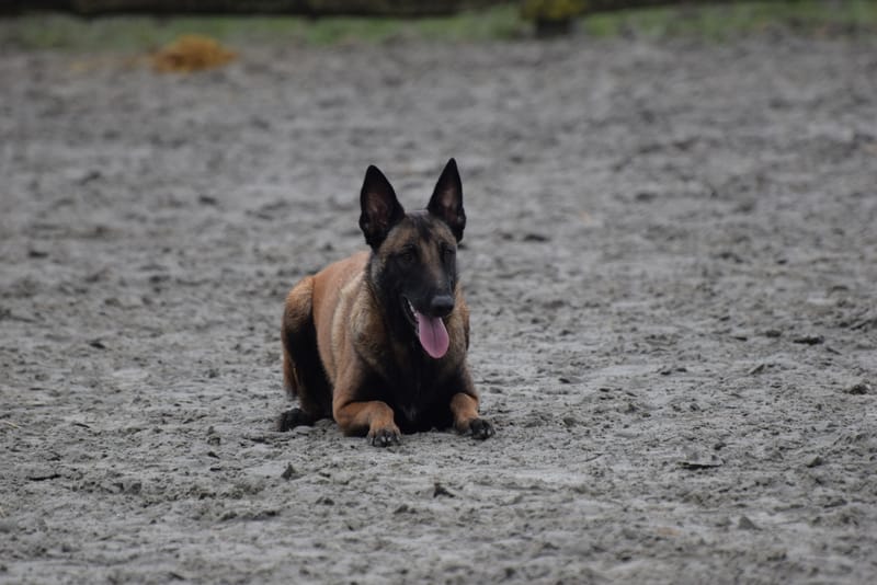 leren hondjes fotograferen