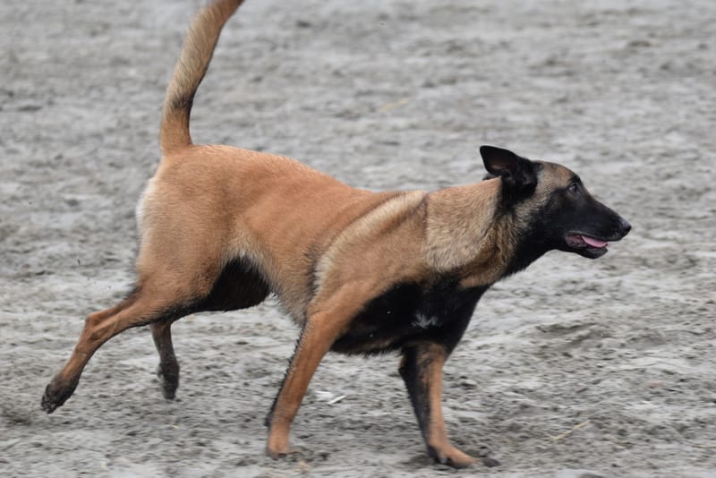 leren hondjes fotograferen
