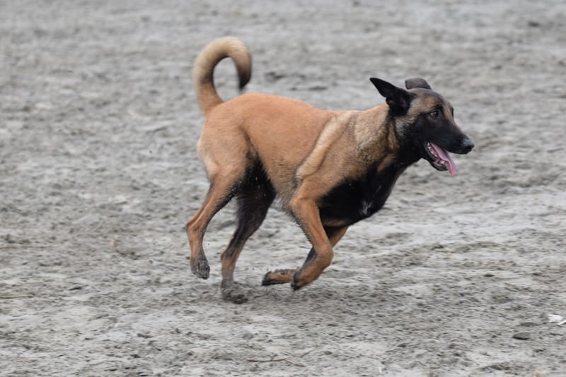 leren hondjes fotograferen