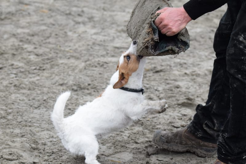 leren hondjes fotograferen