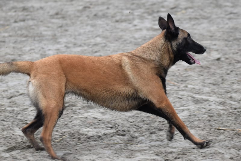 leren hondjes fotograferen