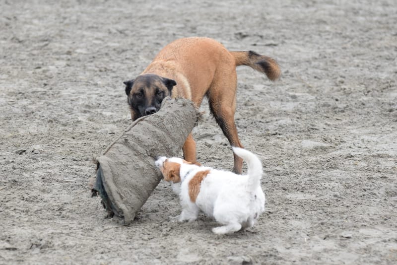 leren hondjes fotograferen