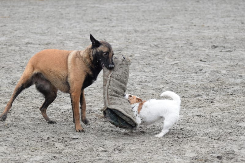 leren hondjes fotograferen