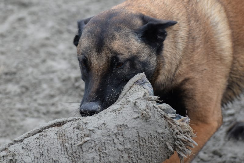 leren hondjes fotograferen