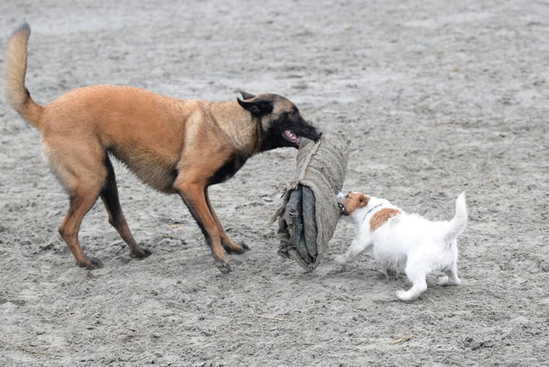 leren hondjes fotograferen