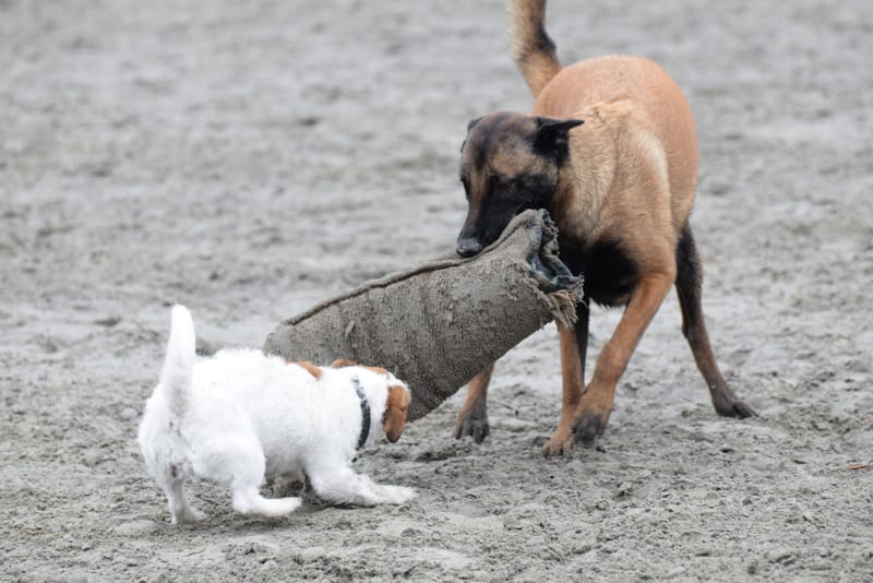 leren hondjes fotograferen