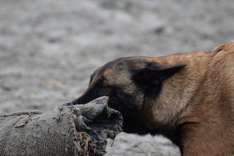 leren hondjes fotograferen