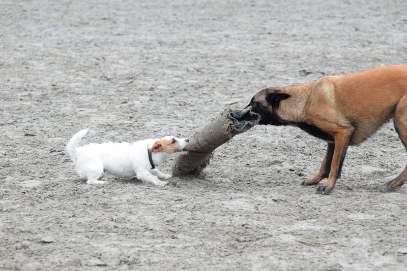 leren hondjes fotograferen