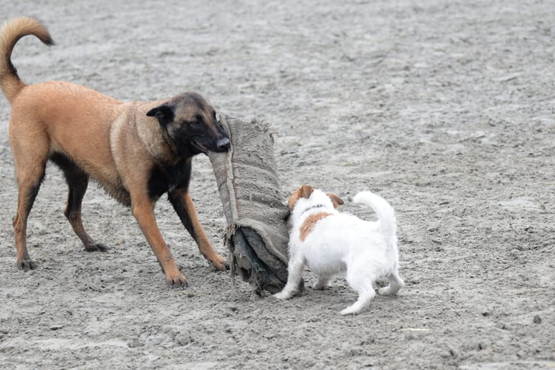 leren hondjes fotograferen