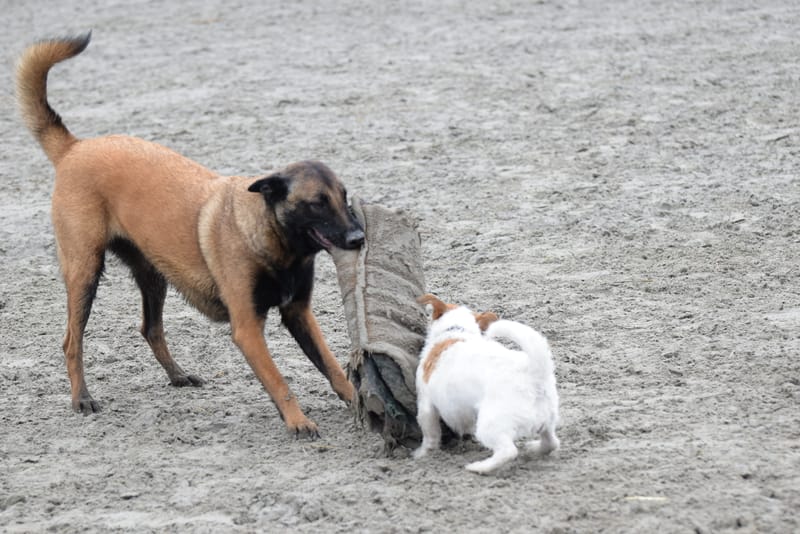 leren hondjes fotograferen