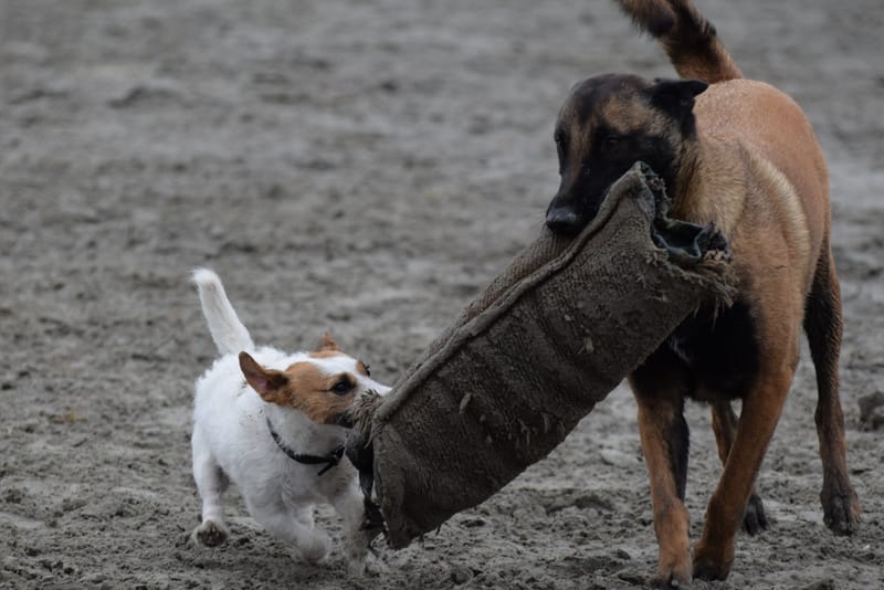 leren hondjes fotograferen