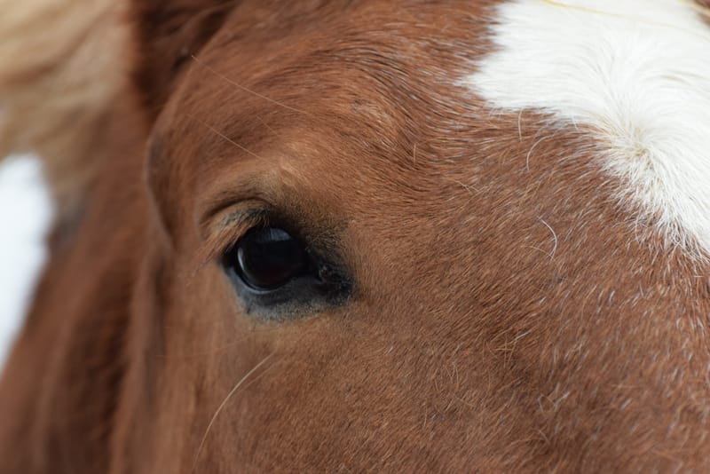 leren paarden fotograferen