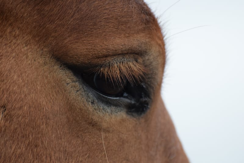 leren paarden fotograferen