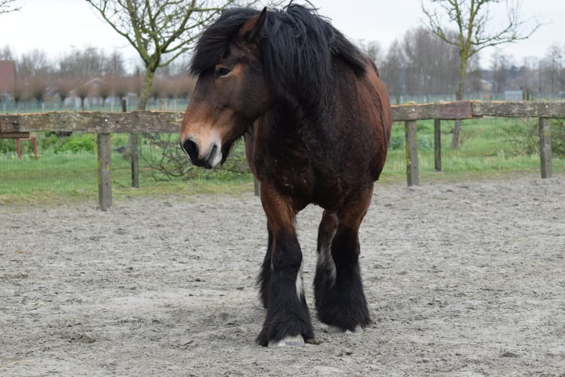leren paarden fotograferen