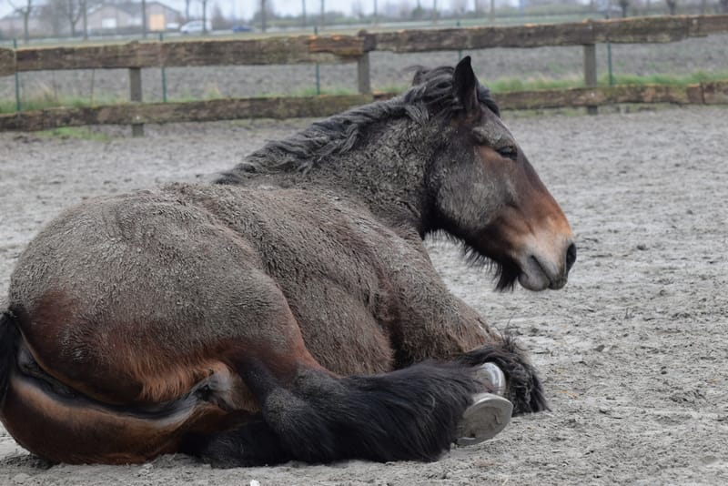 leren paarden fotograferen