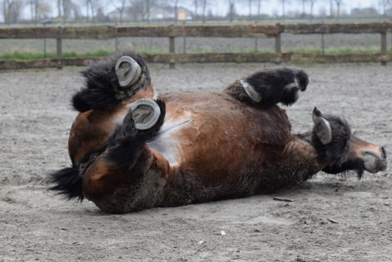 leren paarden fotograferen
