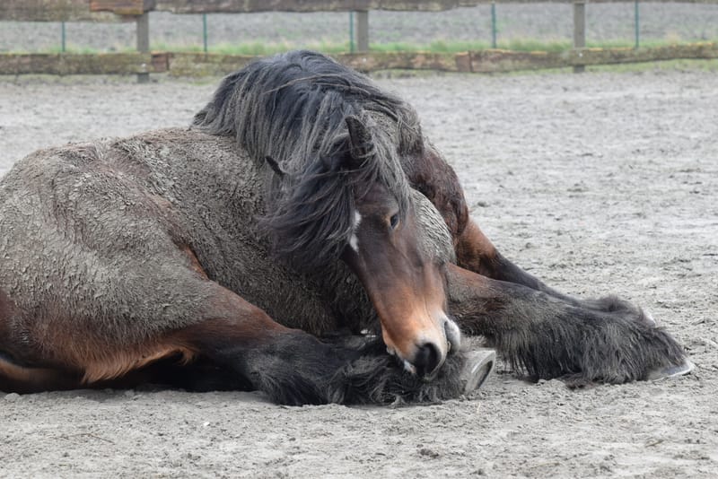 leren paarden fotograferen