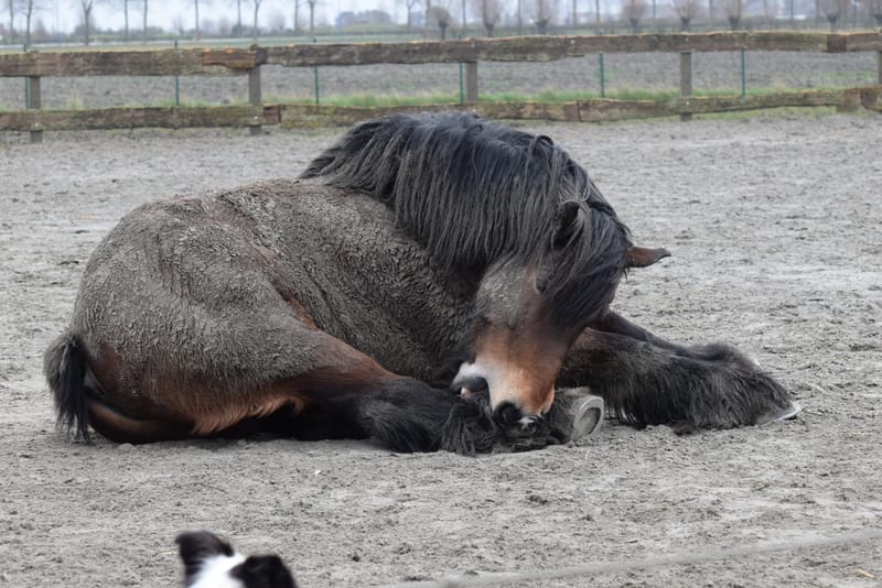 leren paarden fotograferen