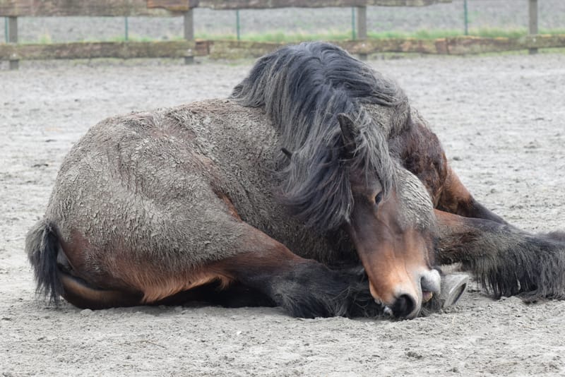 leren paarden fotograferen