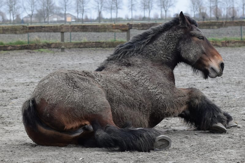leren paarden fotograferen