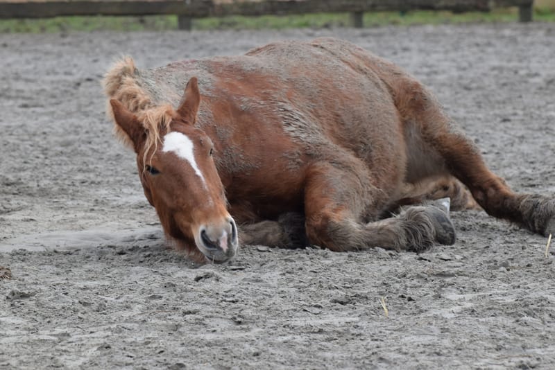 leren paarden fotograferen