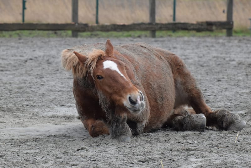 leren paarden fotograferen