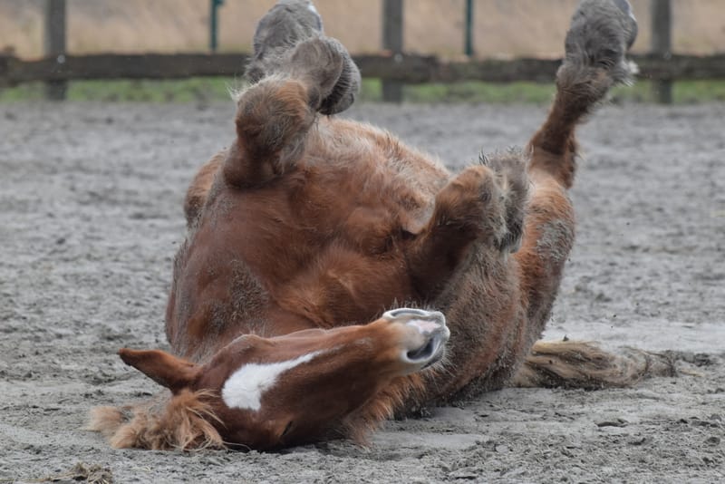 leren paarden fotograferen