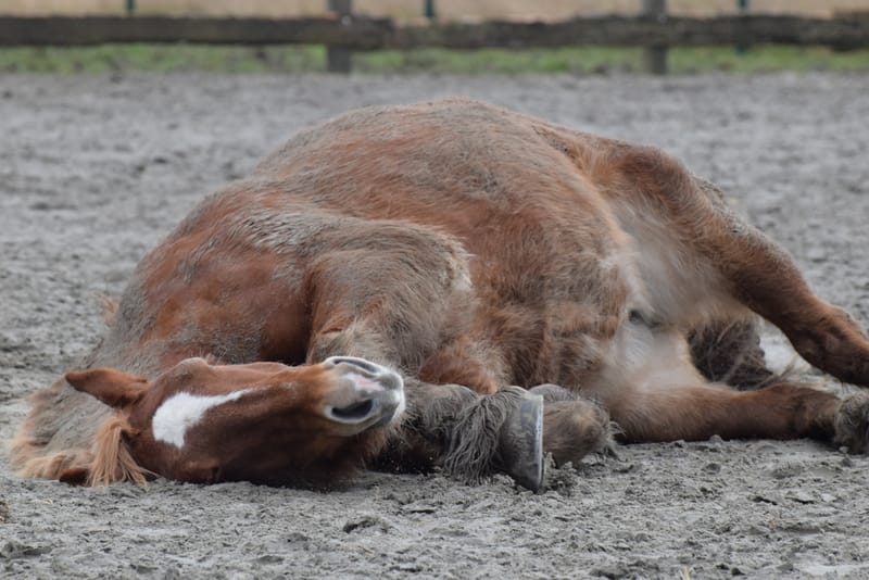 leren paarden fotograferen