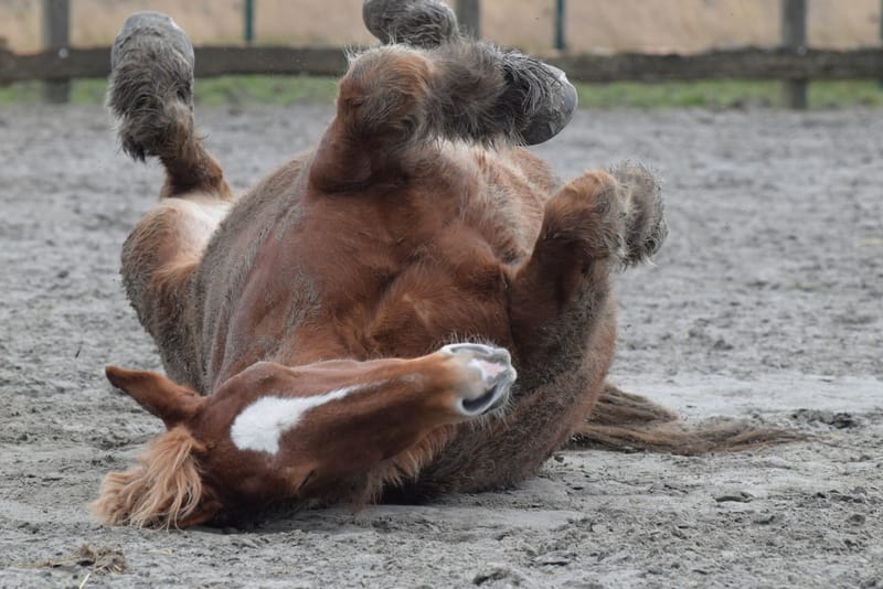 leren paarden fotograferen