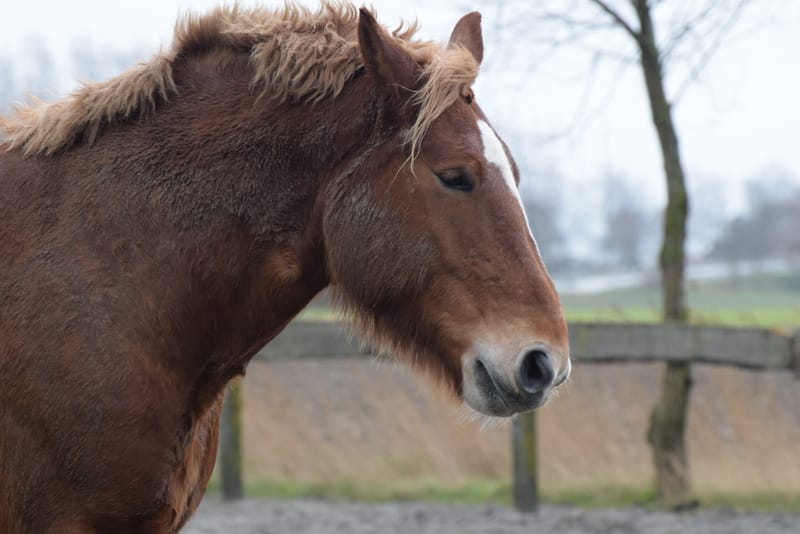 leren paarden fotograferen