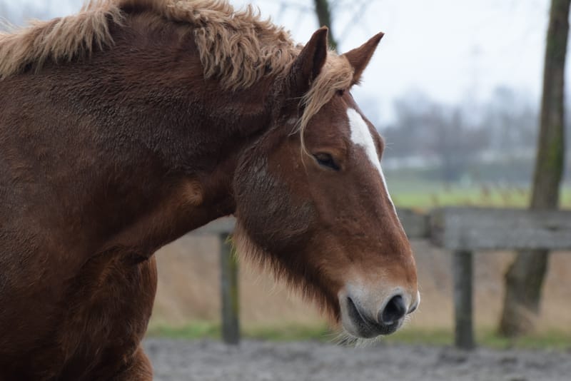 leren paarden fotograferen