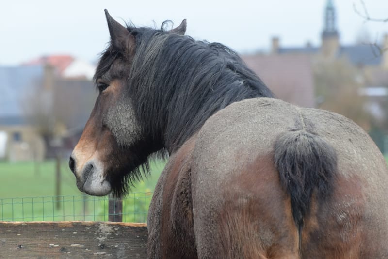 leren paarden fotograferen