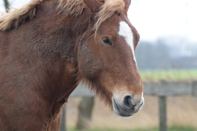 leren paarden fotograferen