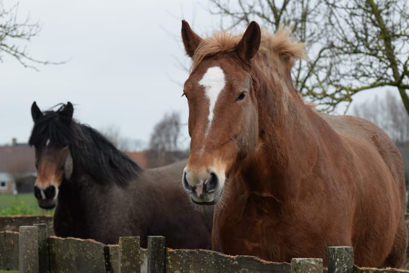 leren paarden fotograferen