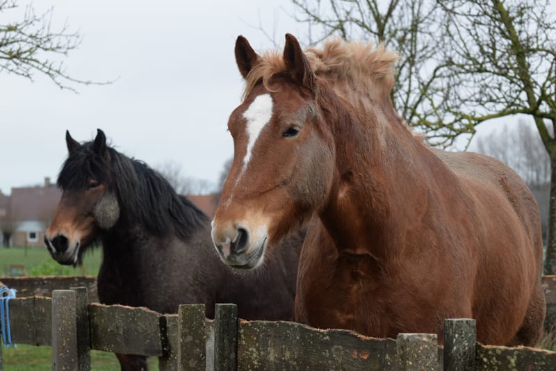 leren paarden fotograferen