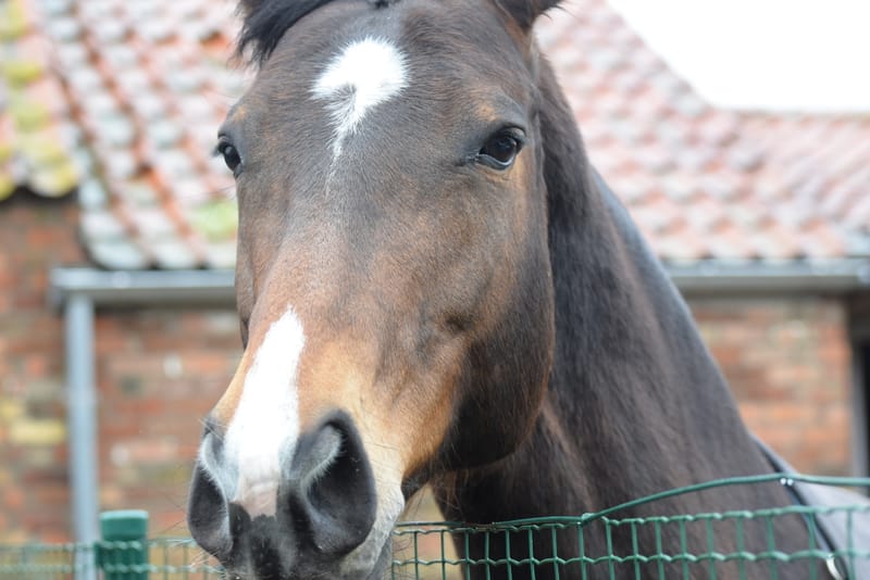 leren paarden fotograferen