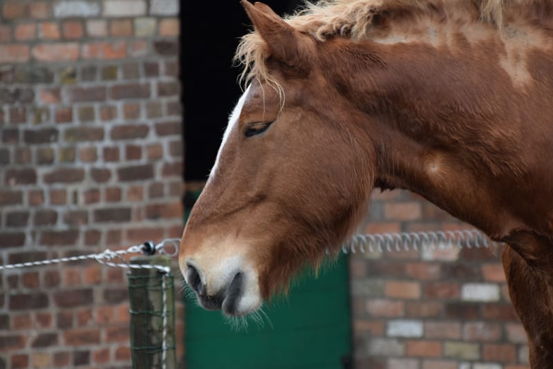 leren paarden fotograferen