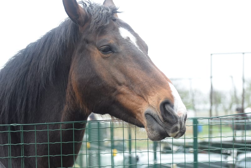 leren paarden fotograferen