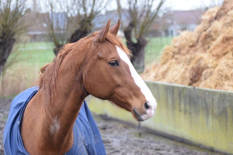 leren paarden fotograferen
