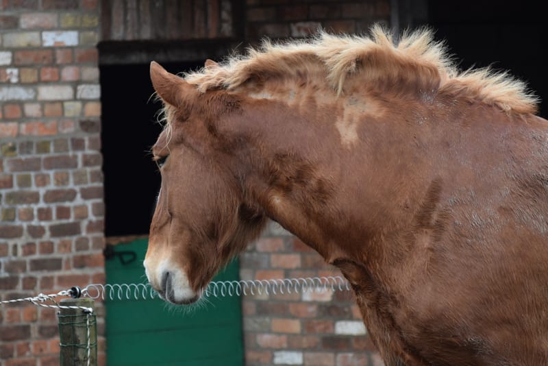 leren paarden fotograferen
