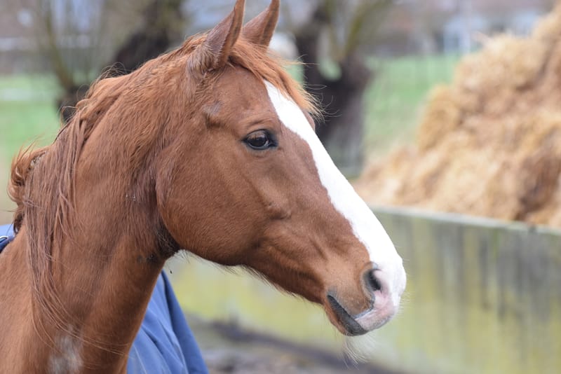 leren paarden fotograferen