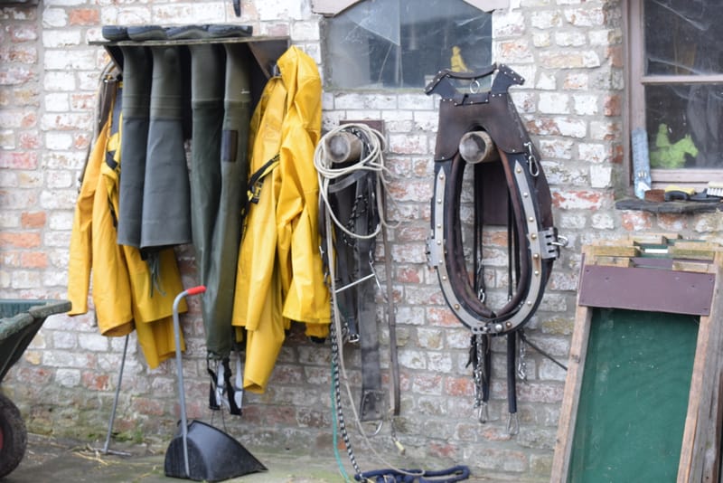 leren paarden fotograferen