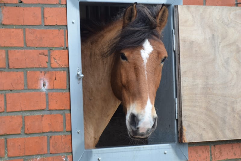 leren paarden fotograferen