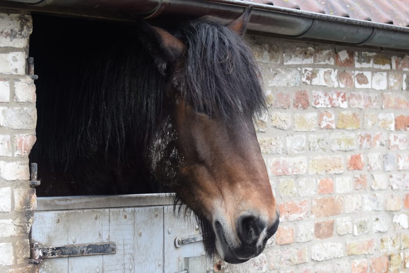 leren paarden fotograferen