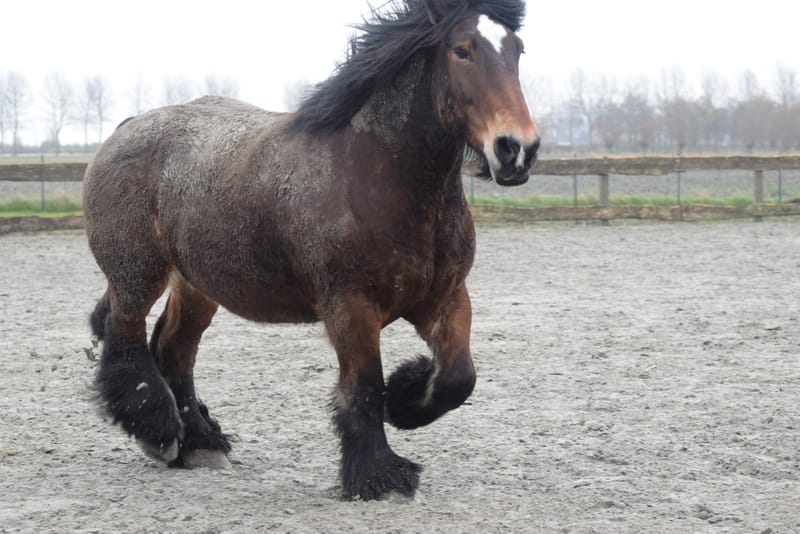 leren paarden fotograferen
